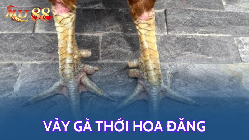 Vảy gà thới hoa đăng là dạng vảy đặc biệt